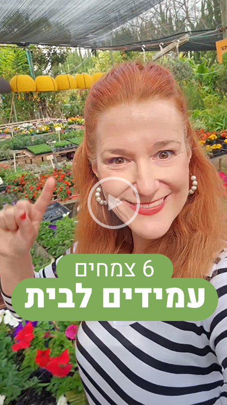 6 צמחים עמידים לבית